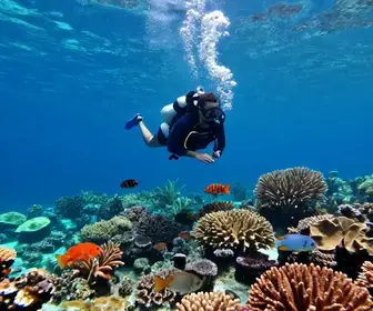 Explorando as Maravilhas do Mergulho em Maceió