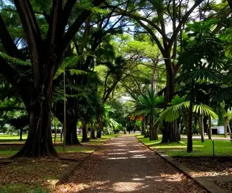 Explore as Trilhas do Parque Municipal em Maceió